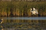 Czapla biała, Casmerodius albus, Ardea alba, Egretta alba