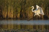 Czapla biała, Casmerodius albus, Ardea alba, Egretta alba