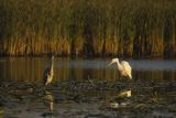 Czapla biała, Casmerodius albus, Ardea alba, Egretta alba