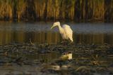 Czapla biała, Casmerodius albus, Ardea alba, Egretta alba