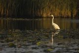 Czapla biała, Casmerodius albus, Ardea alba, Egretta alba