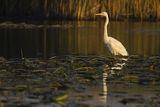 Czapla biała, Casmerodius albus, Ardea alba, Egretta alba