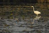 Czapla biała, Casmerodius albus, Ardea alba, Egretta alba