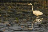 Czapla biała, Casmerodius albus, Ardea alba, Egretta alba