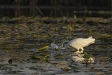 Czapla biała, Casmerodius albus, Ardea alba, Egretta alba