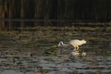 Czapla biała, Casmerodius albus, Ardea alba, Egretta alba