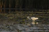 Czapla biała, Casmerodius albus, Ardea alba, Egretta alba