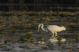 Czapla biała, Casmerodius albus, Ardea alba, Egretta alba