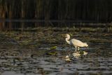 Czapla biała, Casmerodius albus, Ardea alba, Egretta alba