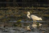 Czapla biała, Casmerodius albus, Ardea alba, Egretta alba