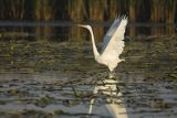 Czapla biała, Casmerodius albus, Ardea alba, Egretta alba