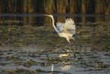 Czapla biała, Casmerodius albus, Ardea alba, Egretta alba