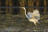 Czapla biała, Casmerodius albus, Ardea alba, Egretta alba