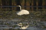 Czapla biała, Casmerodius albus, Ardea alba, Egretta alba