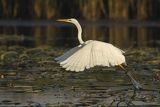 Czapla biała, Casmerodius albus, Ardea alba, Egretta alba