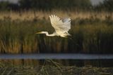 Czapla biała, Casmerodius albus, Ardea alba, Egretta alba