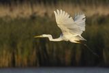 Czapla biała, Casmerodius albus, Ardea alba, Egretta alba