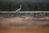 Czapla biała, Casmerodius albus, Ardea alba, Egretta alba