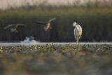 Czapla biała, Casmerodius albus, Ardea alba, Egretta alba