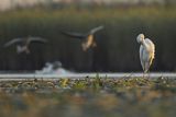 Czapla biała, Casmerodius albus, Ardea alba, Egretta alba