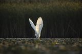 Czapla biała, Casmerodius albus, Ardea alba, Egretta alba