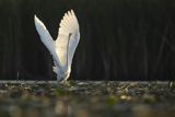 Czapla biała, Casmerodius albus, Ardea alba, Egretta alba