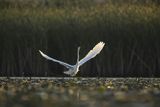 Czapla biała, Casmerodius albus, Ardea alba, Egretta alba