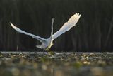 Czapla biała, Casmerodius albus, Ardea alba, Egretta alba