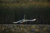 Czapla biała, Casmerodius albus, Ardea alba, Egretta alba