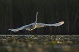 Czapla biała, Casmerodius albus, Ardea alba, Egretta alba