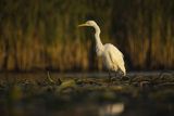 Czapla biała, Casmerodius albus, Ardea alba, Egretta alba