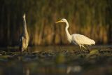 Czapla biała, Casmerodius albus, Ardea alba, Egretta alba