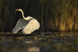 Czapla biała, Casmerodius albus, Ardea alba, Egretta alba