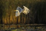 Czapla biała, Casmerodius albus, Ardea alba, Egretta alba