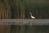 Czapla biała, Casmerodius albus, Ardea alba, Egretta alba