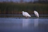 Czapla biała, Casmerodius albus, Ardea alba, Egretta alba