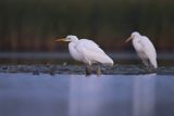 Czapla biała, Casmerodius albus, Ardea alba, Egretta alba