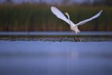 Czapla biała, Casmerodius albus, Ardea alba, Egretta alba