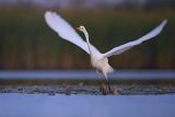 Czapla biała, Casmerodius albus, Ardea alba, Egretta alba