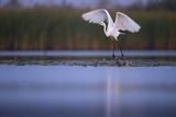 Czapla biała, Casmerodius albus, Ardea alba, Egretta alba