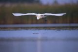 Czapla biała, Casmerodius albus, Ardea alba, Egretta alba