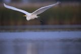 Czapla biała, Casmerodius albus, Ardea alba, Egretta alba