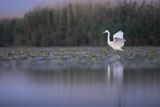 Czapla biała, Casmerodius albus, Ardea alba, Egretta alba