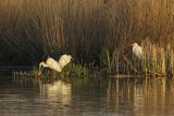 Czapla biała, Casmerodius albus, Ardea alba, Egretta alba