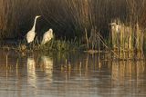 Czapla biała, Casmerodius albus, Ardea alba, Egretta alba