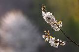 kwitnąca czereśnia, wiśnia ptasia, Prunus avium