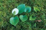 Czermień błotna Calla palustris) roślina błotna