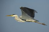 Czapla siwa, Ardea cinerea