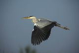 Czapla siwa, Ardea cinerea