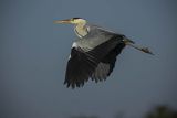 Czapla siwa, Ardea cinerea